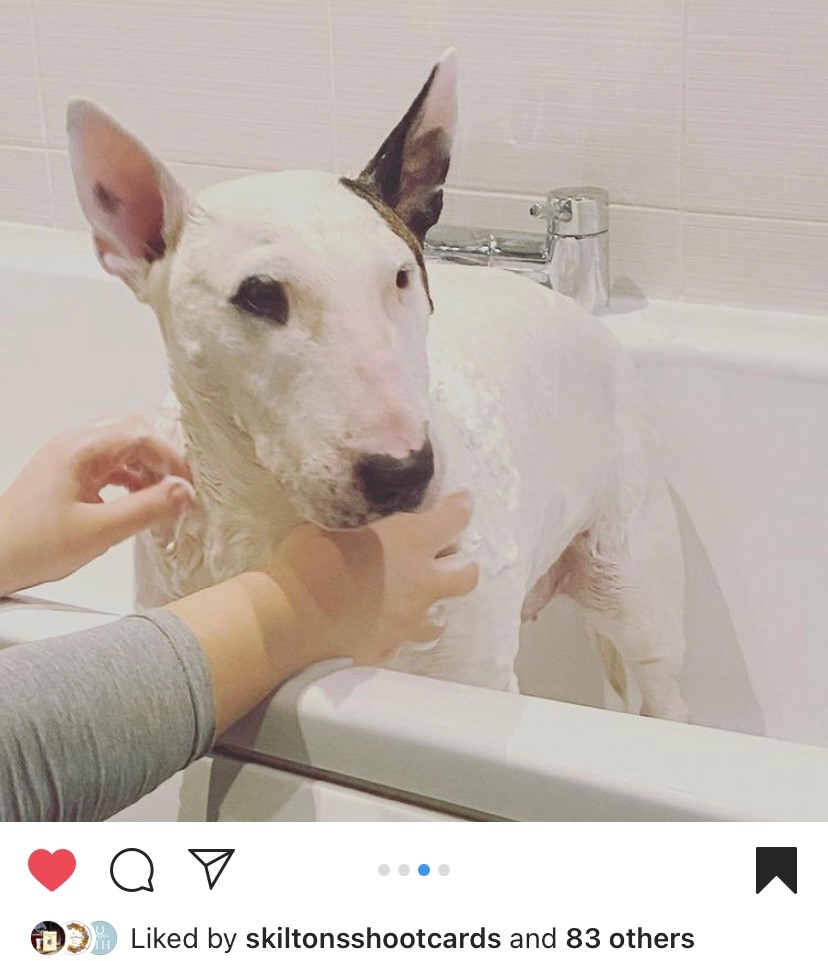 Lily being washed with natural dog soap bar.