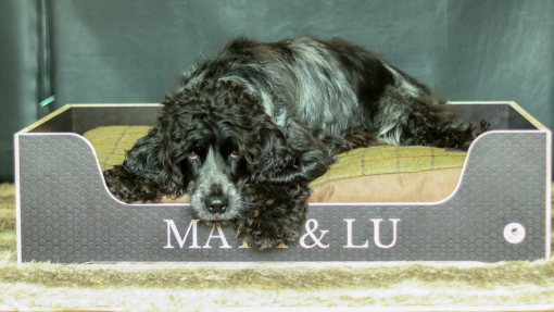 Cocker spaniel in a personalised wooden dog bed