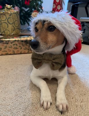 Christmas Dog Bow tie