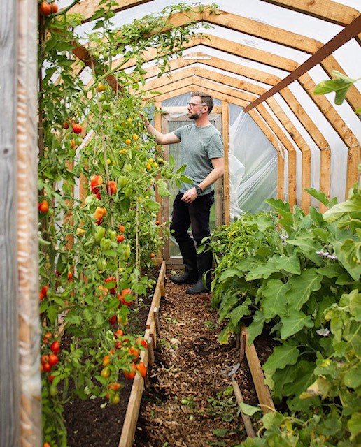 Man in a polytunnel growing tomatoes