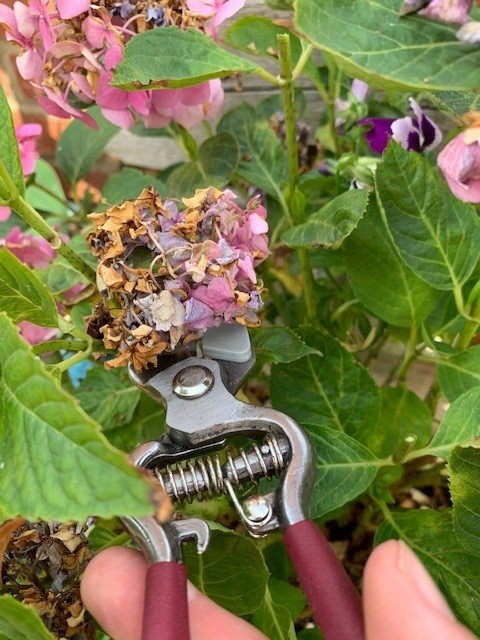 Deadheading a Hydrangea