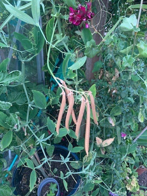 Sweet Pea pods drying out for harvesting a great example of when to use seed harvest envelopes