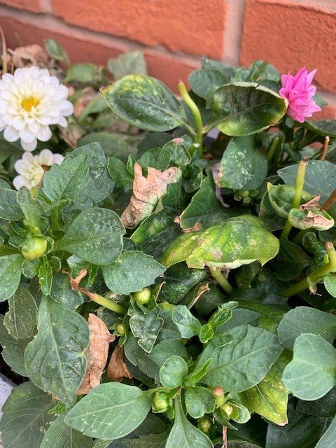 Damaged leaves where wet petals have caused damage to the foliage. 