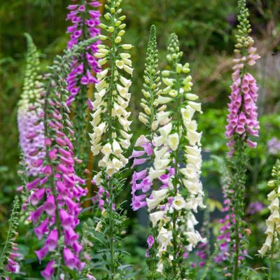 pink and white foxgloves in bloom