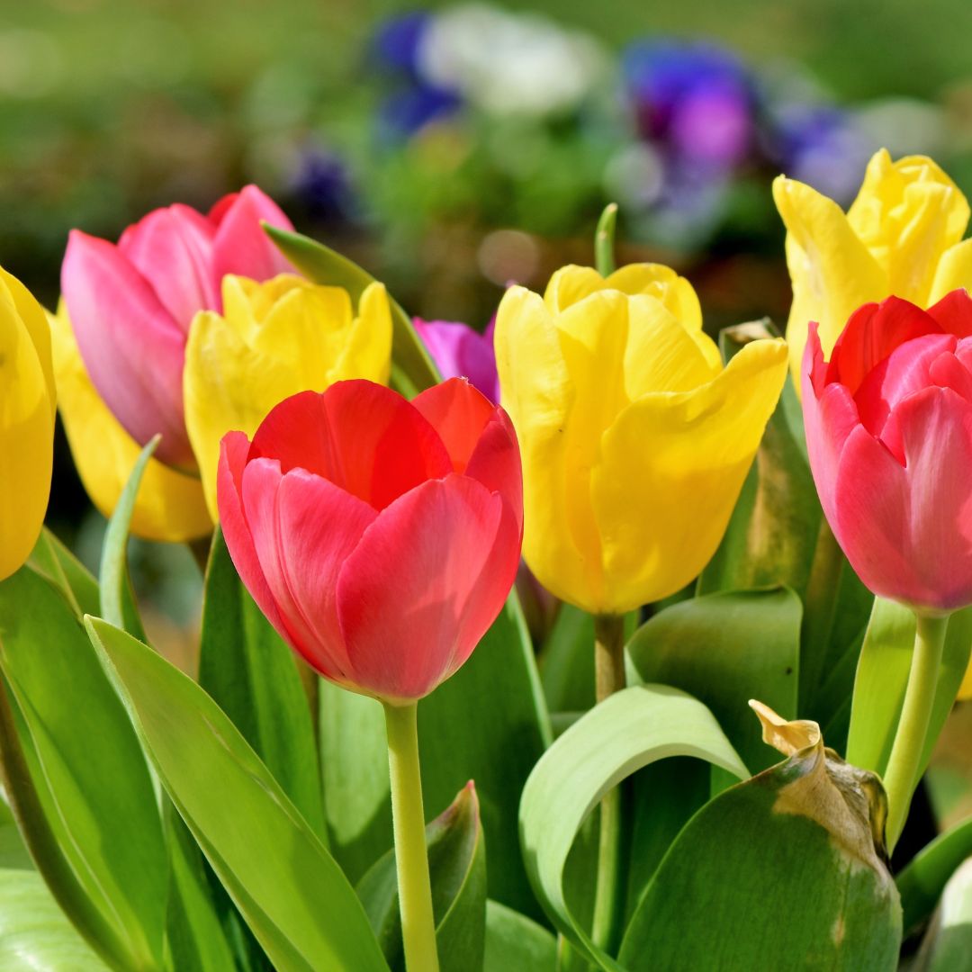 Tulips - deadhead to ensure the bulb stays healthy for next season