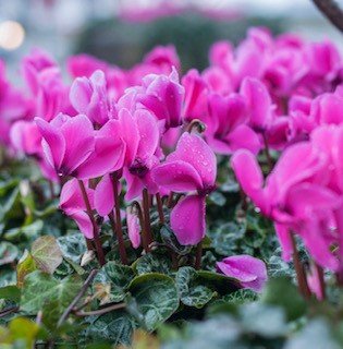 5 gardening jobs for January & learn how to achieve blooms all year round