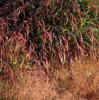 January gardening job manage your Ornamental grasses