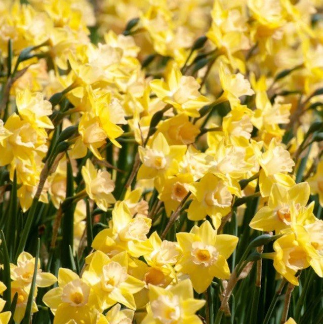 5 gardening jobs for February, get your seed box full  - Daffodils Bloom in February