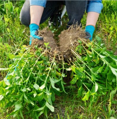 Gardening Jobs for November - dividing perennials