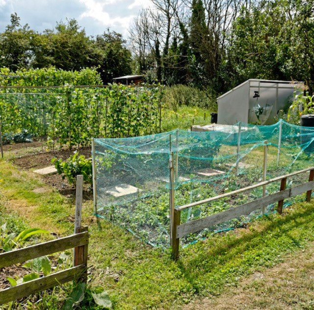 5 gardening jobs for February - net down and protect your crops