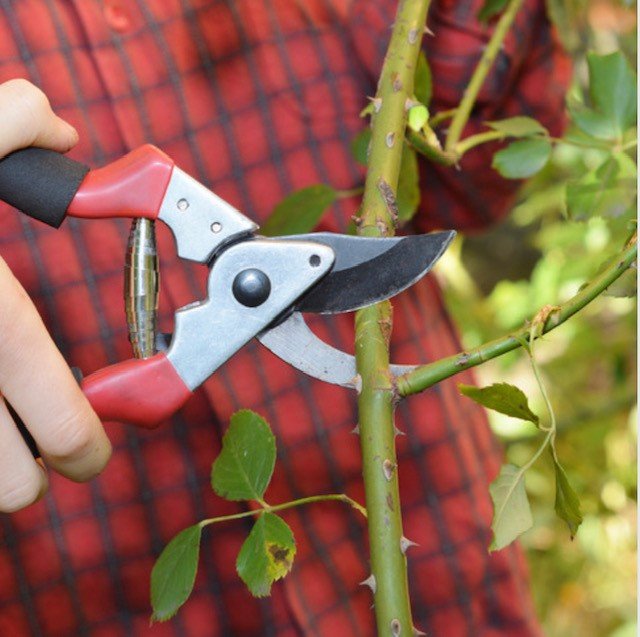 5 gardening jobs in February - pruning 