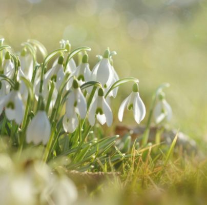 Gardening Jobs for March