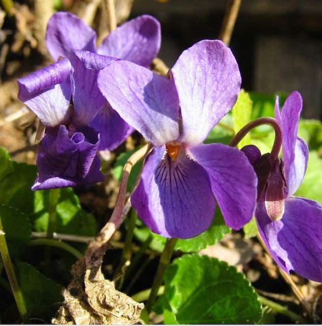 Sweet Violet will bloom in February