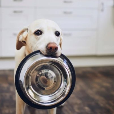 Reasons to use a Dog bowl stand