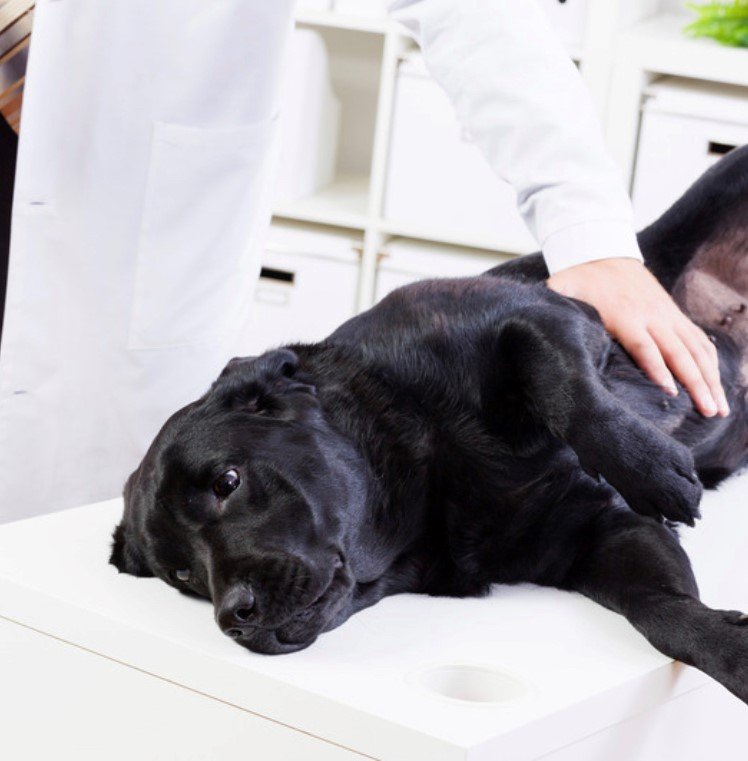 Black Lab