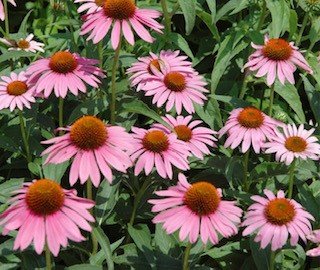 Echinacea - Gardening Jobs for May - get your Echinacea seeds in order with seed packet organisers and get it on your garden planner.