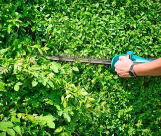 Do you know when to cut your hedges?