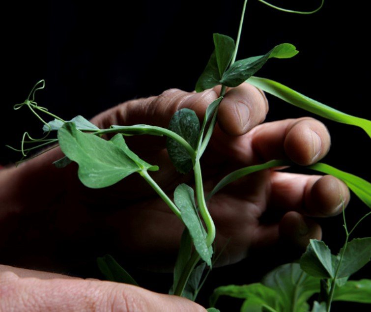 Gardening jobs for May - Pinching out seedlings - get your seeds organised with seed packet organisers and a garden planner.