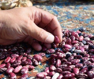 Time to sow runner beans - Gardening jobs for May - store your seeds in a seed box and use seed packet organiser cards.