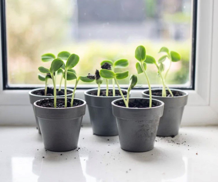 Time to sow some sunflowers - Store any left over seeds in a seed box and use seed packet organiser cards.