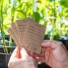 seed harvesting