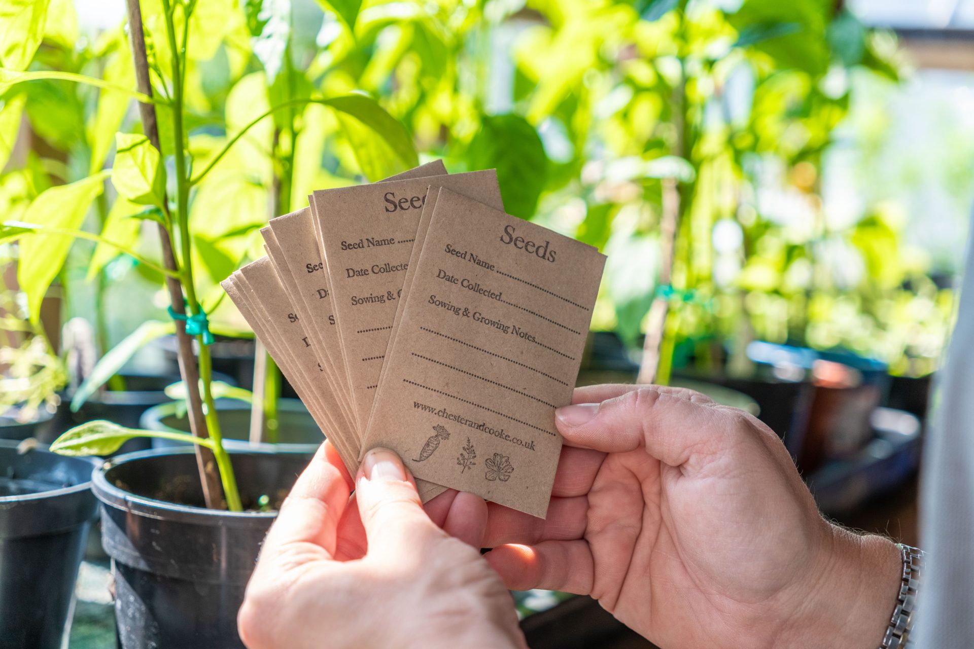 Gardening jobs in July - seed harvesting