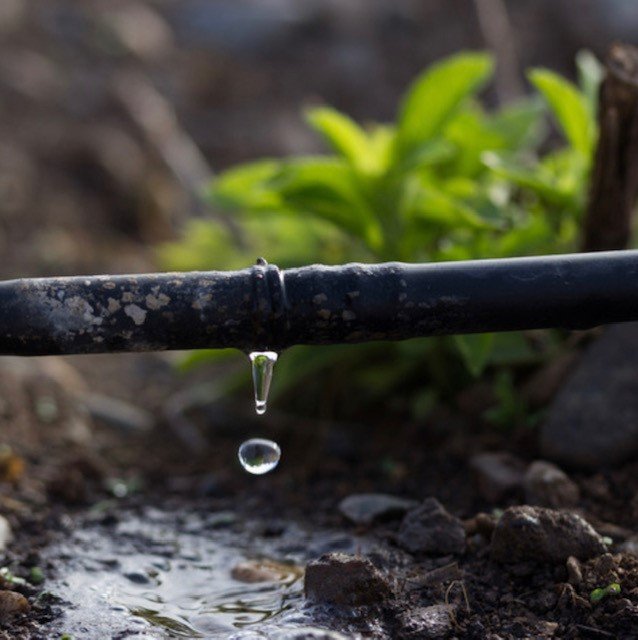 Gardening jobs for June - Watering methods Drip watering - remember to water the herbs in your indoor herb planter.