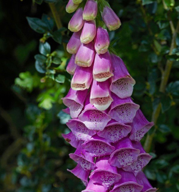 Gardening jobs for June - store your seeds in a seed storage box