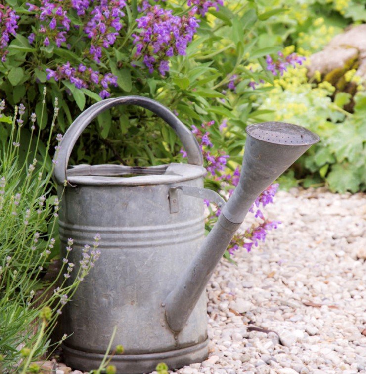 Gardening jobs in July - watering