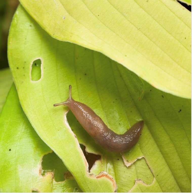 Gardening jobs in July - Slugs on Hostas