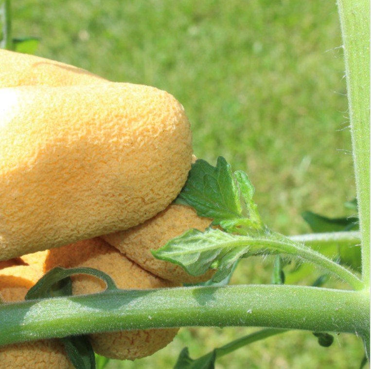 Gardening jobs for June - pinching out tomato's, Remember to harvest the herbs from your indoor herb planter too.