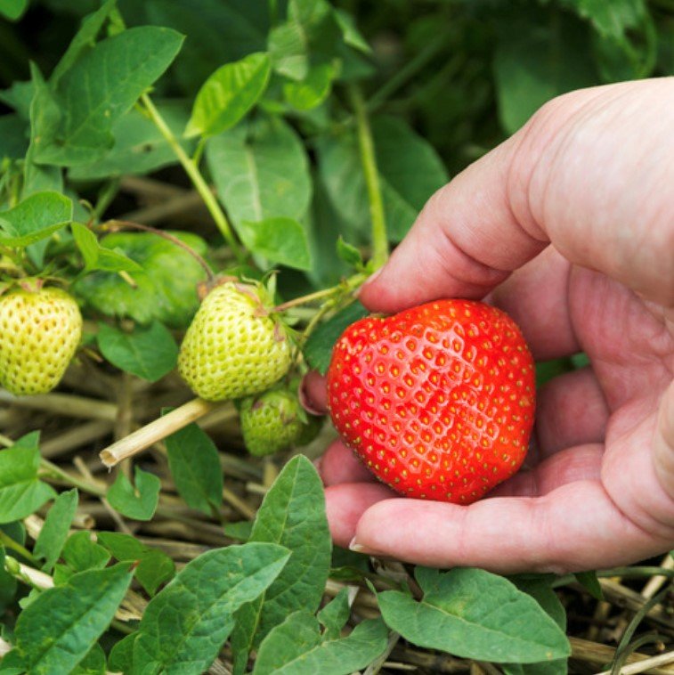 Its time to harvest strawberries