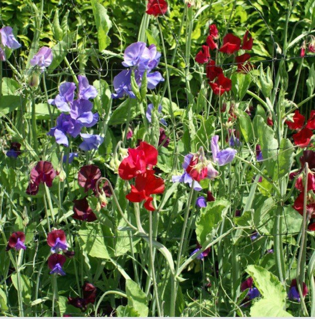 Gardening Jobs for June - Tie up and support your sweet peas