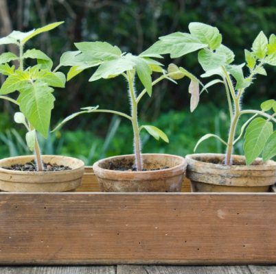 Garden Jobs for June - Pinching out tomato's.