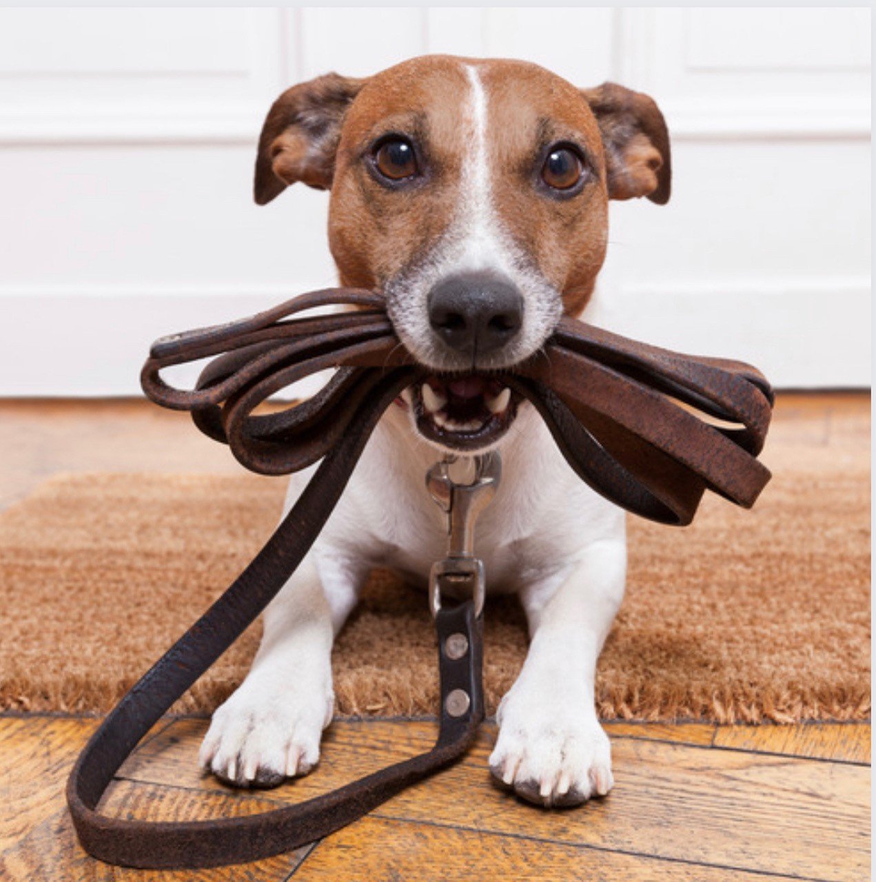 5 reasons to use a dog lead rack - prevents damaged leads 