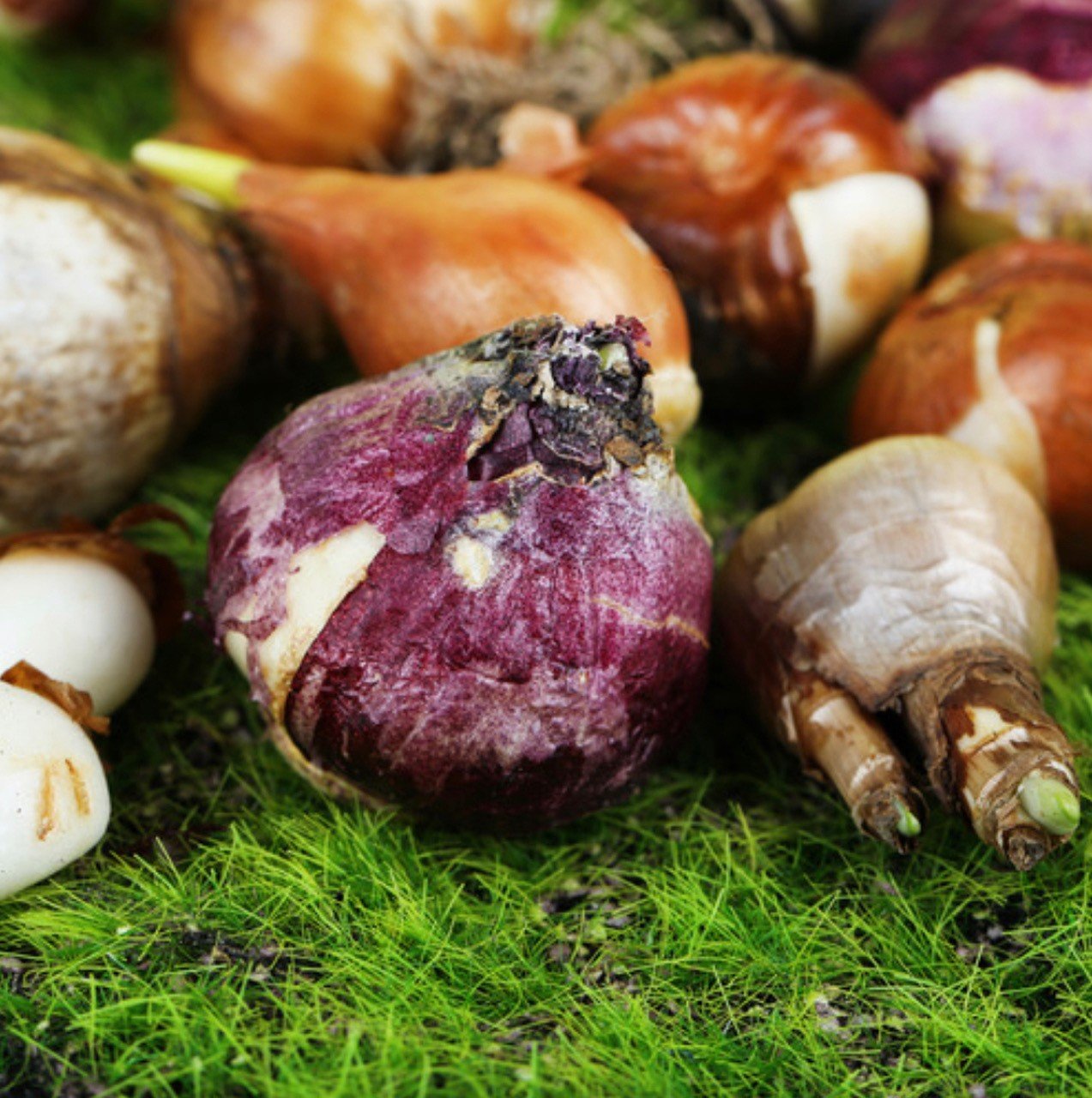 Bulbs - this is the time to get planting bulbs and growing herbs