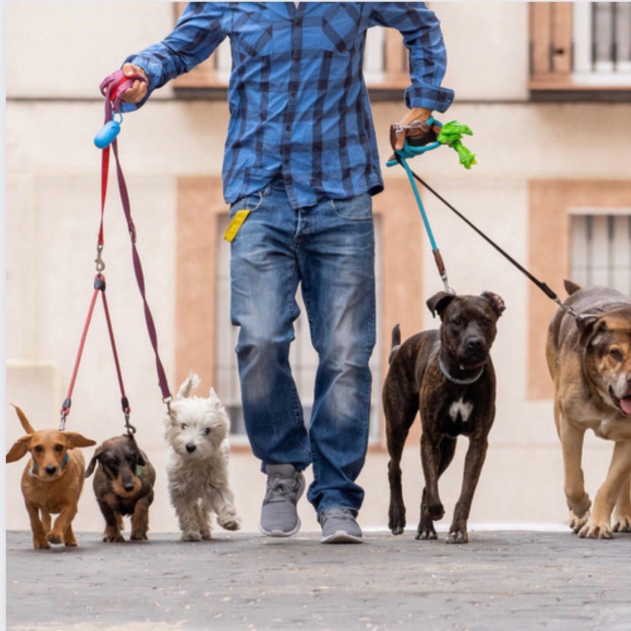 Dog collar rack best sale