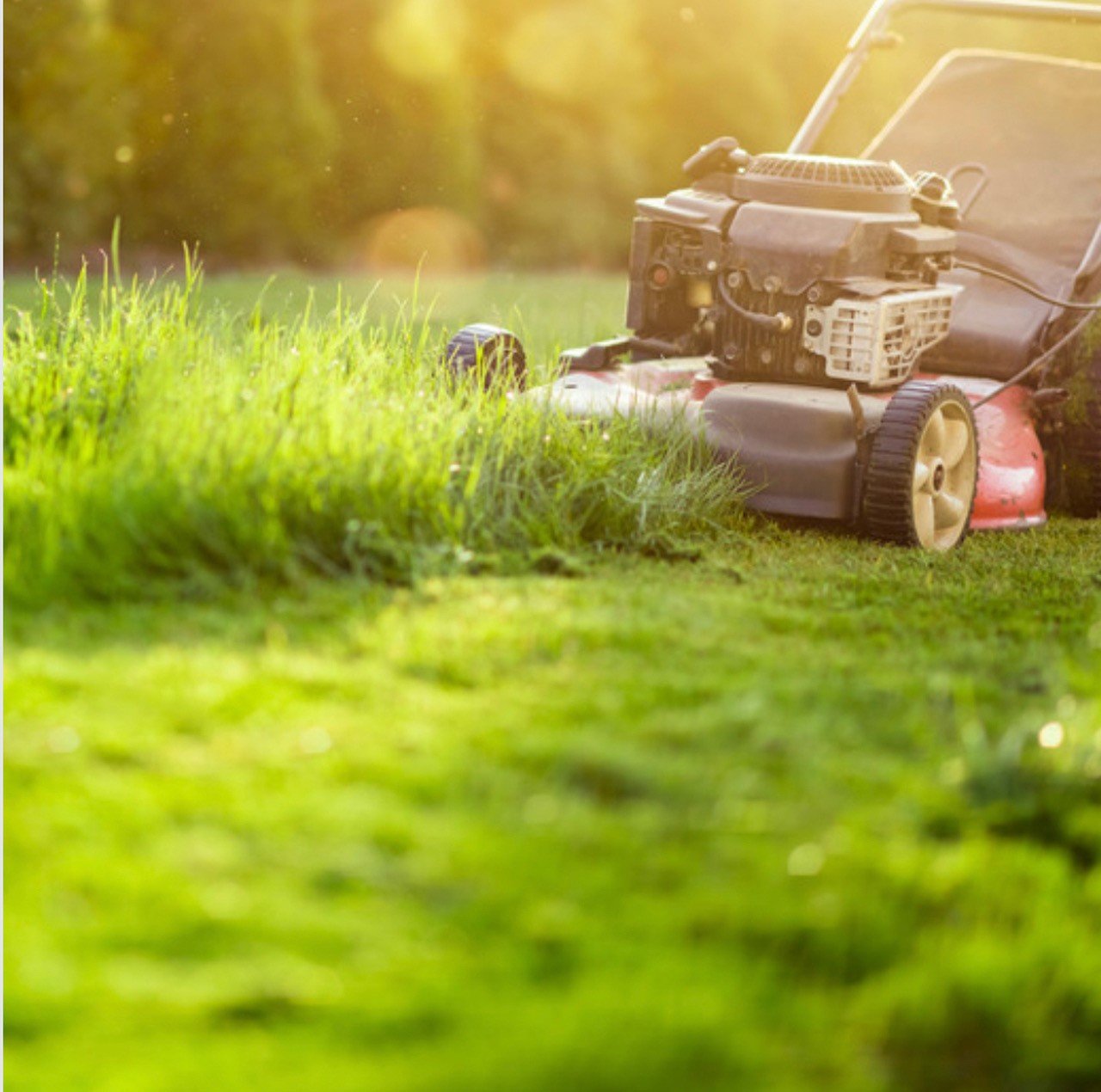 Gardening jobs for August - cutting the lawn