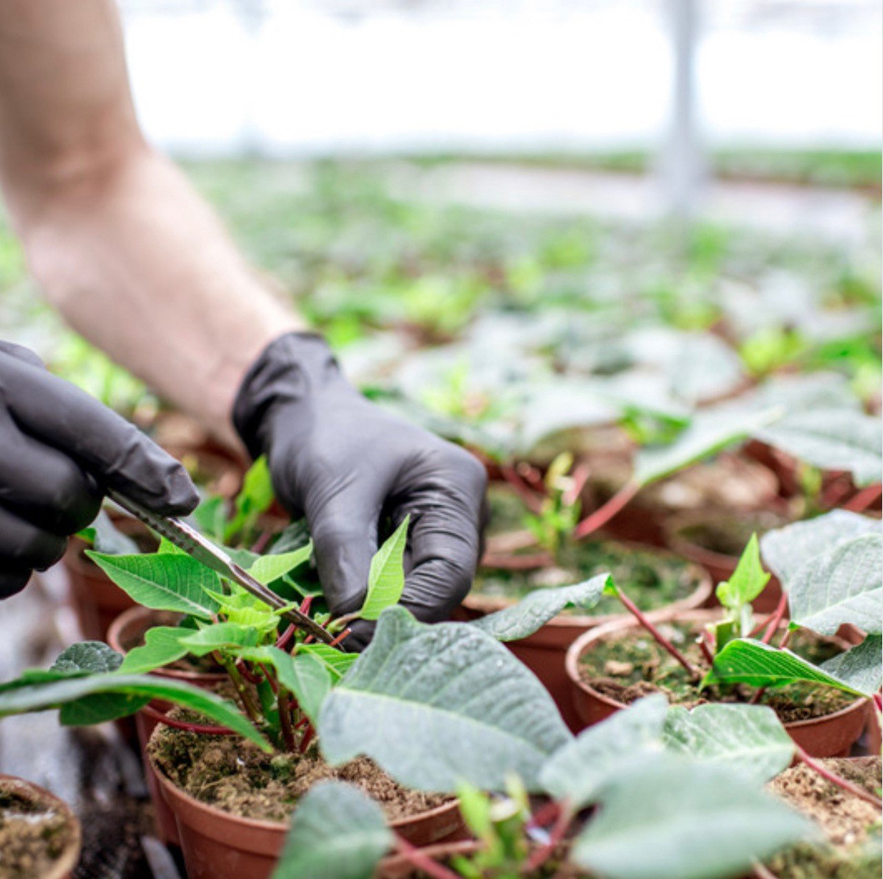 Propagation - take cuttings - this is the next step after sowing your seeds