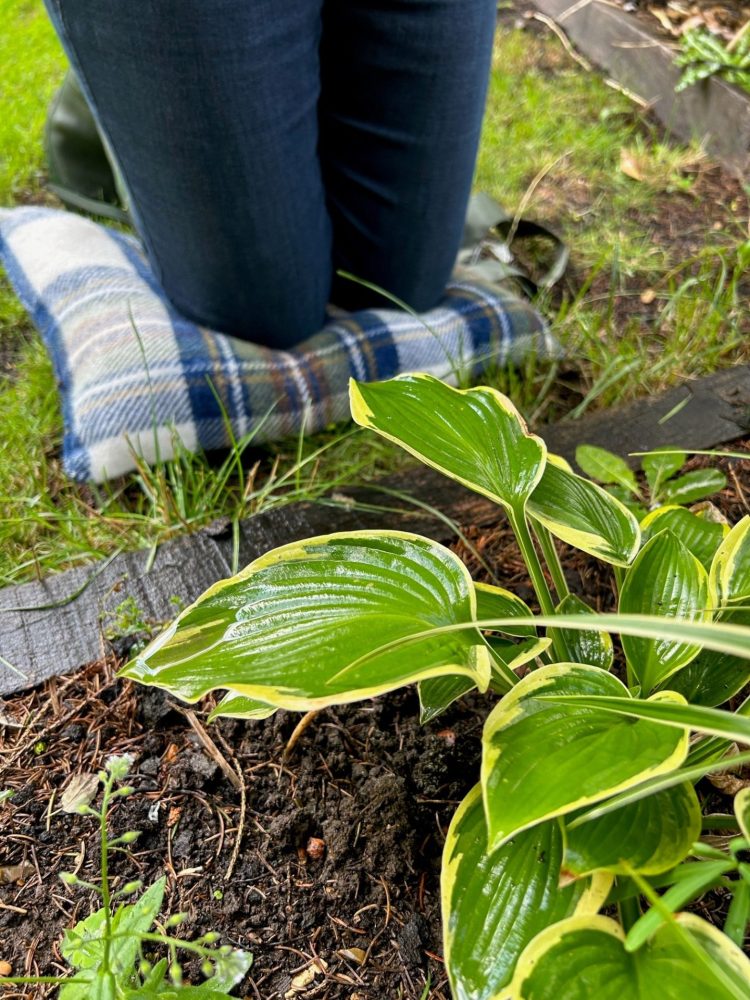 garden kneeler in use - Comfortable gardening for mother day