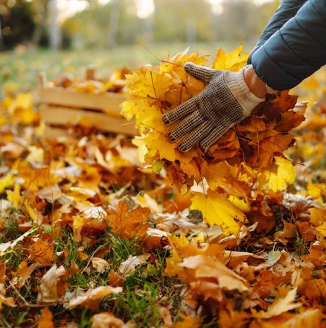 Gardening jobs for November - clean up debris and leaves from the garden