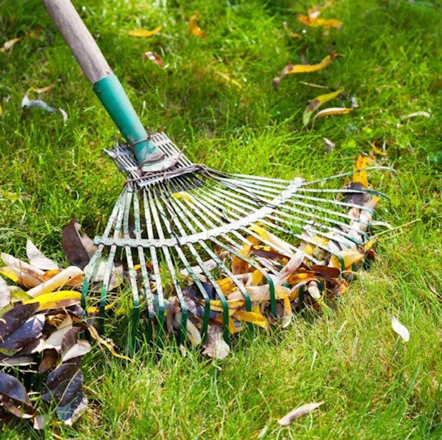 Lawn care in November