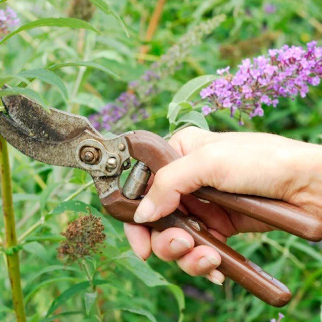 Gardening jobs for November - Pruning