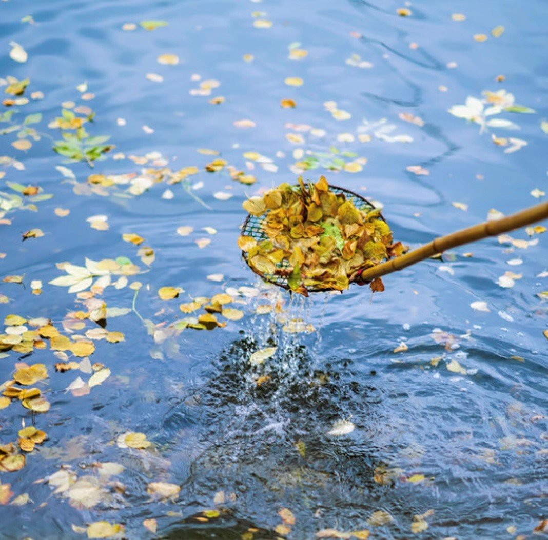 clear leaves from your pond