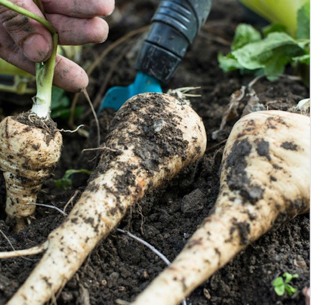 Gardening jobs for December - protect your parsnips