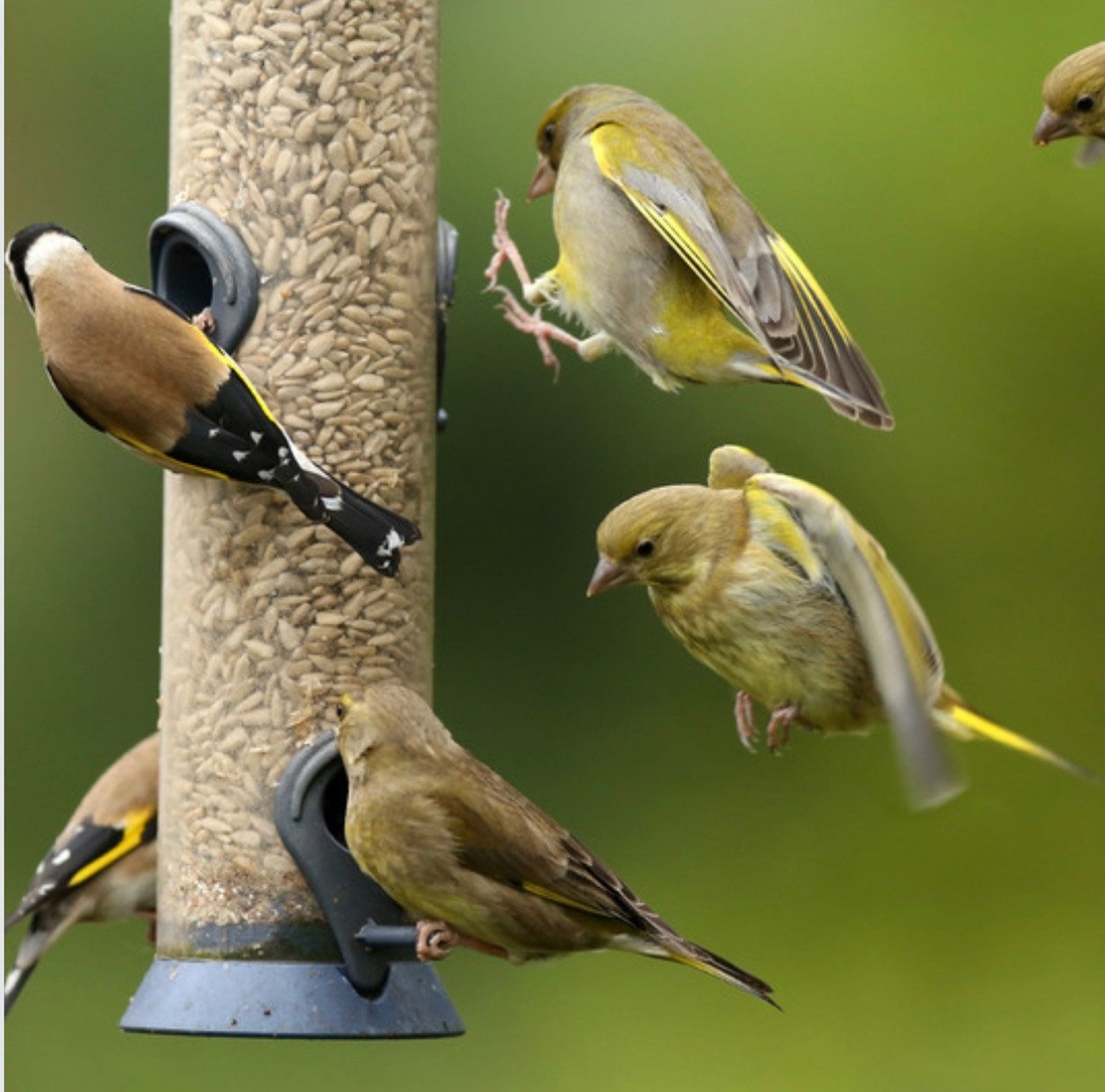 feed the birds and make sur they have water