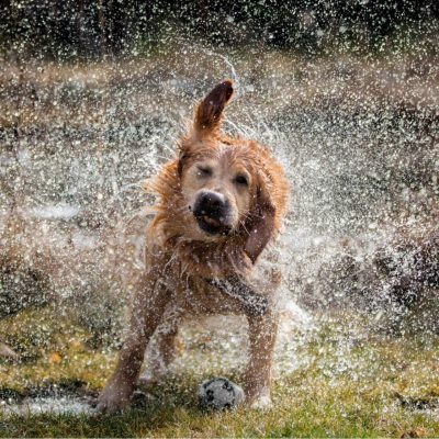 shaking the water off