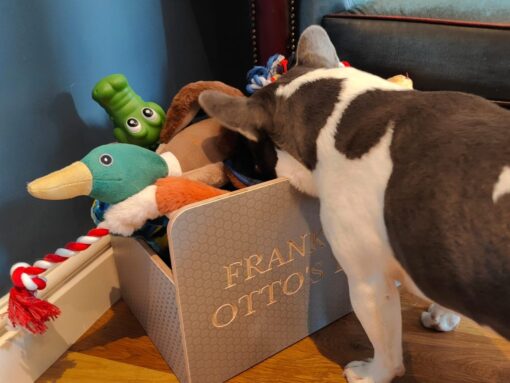 inside dog toy box