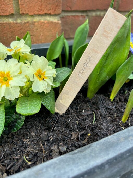 plant labels marking a plant