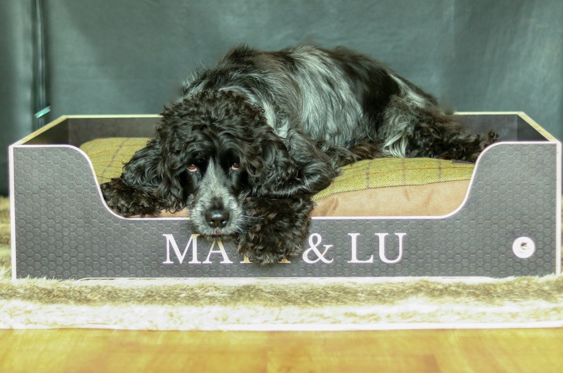 cocker spaniel in the bed.